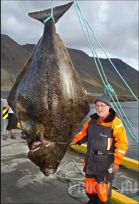 Палтус: фото рыбы, где обитает, употребление в пищу | Criaturas, Peixes  marinhos, Animais