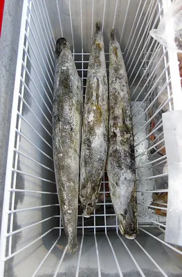 Рыбный промысел | Пикабу