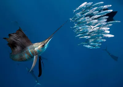 Флорида » Парусник (Sailfish, Istiophorus platypterus)