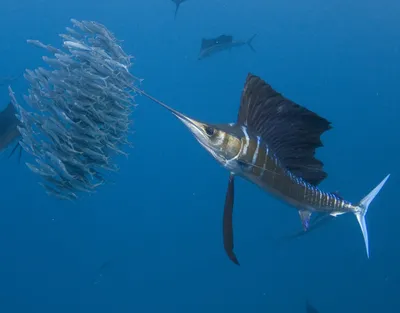 Флорида » Парусник (Sailfish, Istiophorus platypterus)