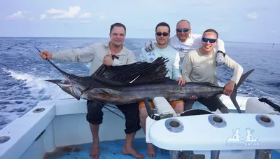 Флорида » Парусник (Sailfish, Istiophorus platypterus)