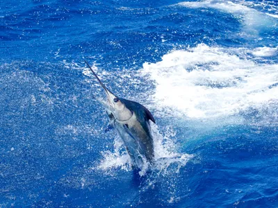 Флорида » Парусник (Sailfish, Istiophorus platypterus)