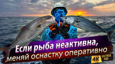 Какая рыба водится в Сочи – путеводитель по морским обитателям Черного моря