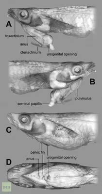 Рыба-пенис / фото :: рыба :: черви :: хз какие теги - JoyReactor