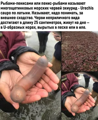 Вот такой Пенис (Penis Fish)