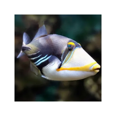 File:Picasso Triggerfish.jpg - Wikimedia Commons