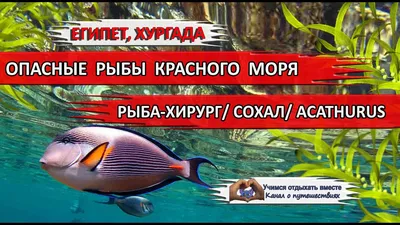 Хирург голубой (королевский) купить в интернет-магазине AQUA-SHOP