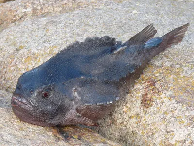 Роман Федорцов on X: \"Different color of #Lumpfish. Различная окраска # пинагор'а #Fishing in #Norwegian_sea https://t.co/XrlINh3rgJ\" / X