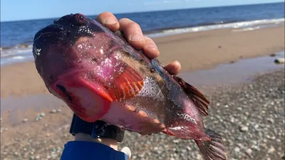 Пинагор... #lumpfish #fish #sea #рыба #улов #fishing #рыбалка #промысел  #лов #страннаярыба #изглубины #неч… | Deep sea creatures, Weird animals,  Beautiful creatures