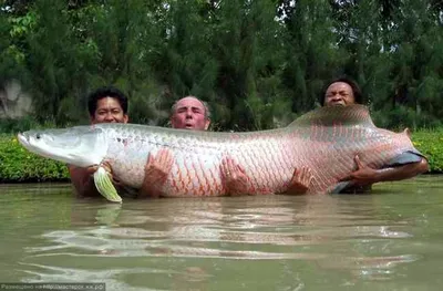 Арапайма гигантская или пираруку (лат. Arapaima gigas)