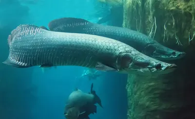 Арапайма гигантская или пираруку (лат. Arapaima gigas) – Интересные животные