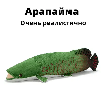 Арапайма гигантская или пираруку (лат. Arapaima gigas) | Николлетто