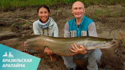 Arapaima gigas (Schinz, 1822)