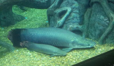 Arapaima gigas (Schinz, 1822)