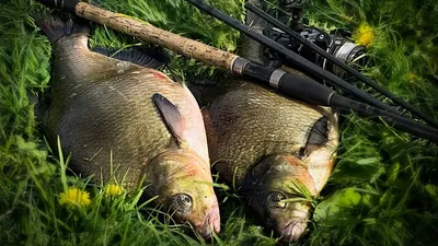 Самые удивительные и интересные рыбы Амура: богатства великой реки Дальнего  Востока России | Родные просторы | Дзен