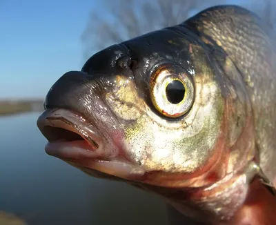 О рыбе: Лещ 🐟🐟🐟 Лещ представляет род, входящий в семейство карповых. В  этом роду рыба лещ является единственным.. | ВКонтакте