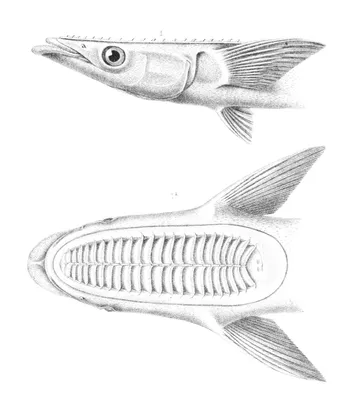 Роман Федорцов on X: \"Remora... Fish with a boot print on his forehead.  Прилипала, рыба с отпечатком сапога на лбу https://t.co/WcFyj6RPRR\" / X