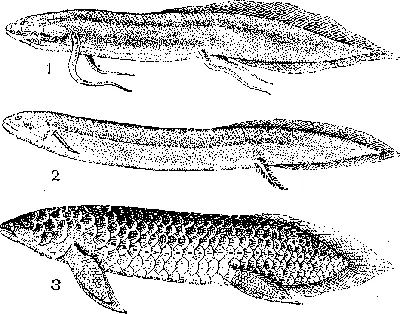 Протоптеры (лат. Protopterus) – Интересные животные