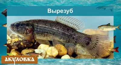 Морская и речная рыба: в чем разница и какую выбрать | fish2o |  производитель премиум лосося | Дзен