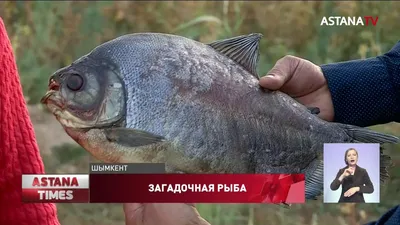 Рыба с человеческими зубами, …» — создано в Шедевруме