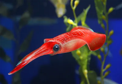 Есть рыба с очень длинным носом и очень длинным генеративным носом. |  Премиум Фото