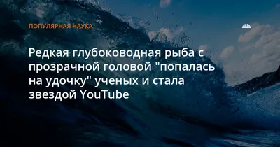 Редчайшую рыбу с прозрачной головой ученые смогли снять на видео |  Представителя редкого вида рыб под названием Малоротая макропинна увидели  специалисты Научно-исследовательского института аквариума Монтерей-Бей  (MBARI).... | By Новости Кыргызстана 24.kg |