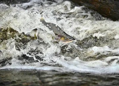 Жители Сахалина руками ловят десятки килограмм сельди | fishcom.online