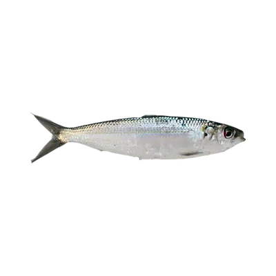 Сардинелла (Saldinella aurita) - sharkseafoods.com