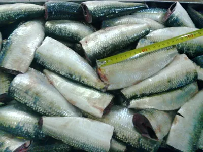 Sardinella Eba, 11-12+, HGT, 1/20