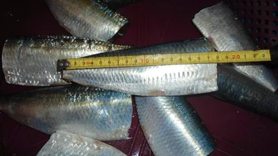 Sardinella eba, WR, frozen, 1/22