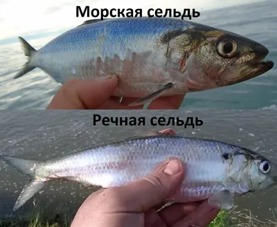 Сельдь Иваси