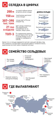 Сельдь атлантическая свежемороженая с головой, непотрошеная, 400+ г.,  весовая хорека купить в Москве за 200 ₽