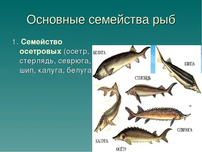 Ценная рыба, вылов запрещён. Севрюга - самая красивая осетровая рыба для  пруда #shorts - YouTube