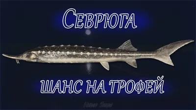 Рыба — Донской стандарт