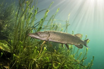 Рыба щука🐟: фото и описание. Как выглядит щука👍, чем питается и где  водится