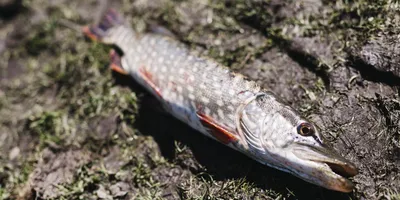 Щука - речная царица - Fishmarket - супермаркет рыбы