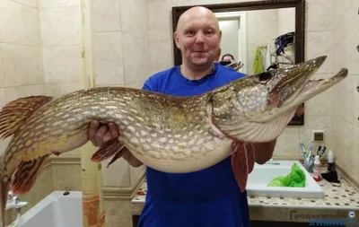 Щука для зарыбления водоема и рыбалки купить с доставкой