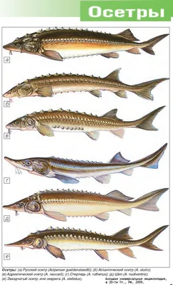 5 интересных фактов о осетровых | СТЕМАР Новости