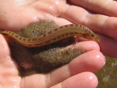 Щиповка, рыба семейства вьюновых, Cobitis taenia