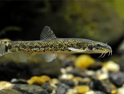 Обыкновенная щиповка (лат. Cobitis taenia)