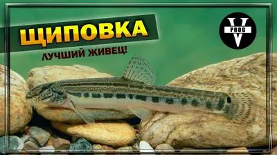 Щиповка — Cobitis taenia