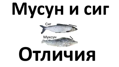 Молочный сиг вяленый - Fishmarket - магазин рыбы