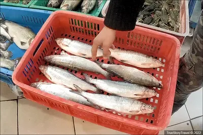 Сиг по имени омуль - Fishmarket