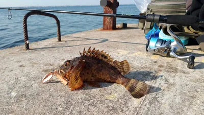 СКОРПЕНА. ПРАВДА ЛИ ТАК СТРАШНО? | FISHDAY | РЫБАЛКА | ДНЕВНИК🐟 | Дзен