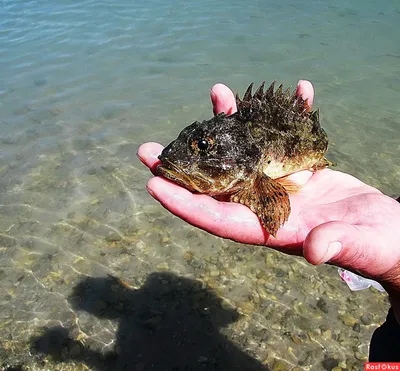 Рыба - крылатка, рыба - лев, львиная скорпена (лат. Pterois volitans) - за  красотой окраски и формы её плавников… | Lion fish, Underwater fish,  Beautiful fish