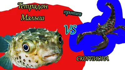 Рыба-скорпион Эшмейера: Социопат, который живёт в аквариуме только один.  Остальных он заколет ядовитыми иглами | Книга животных | Дзен