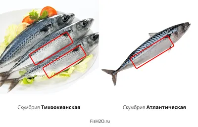 Скумбрия холодного копчения 350/450 - Ocean Food