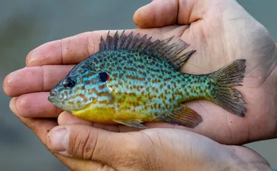 Файл:Lepomis gibbosus U S Fish and Wildlife Service.jpg — Википедия