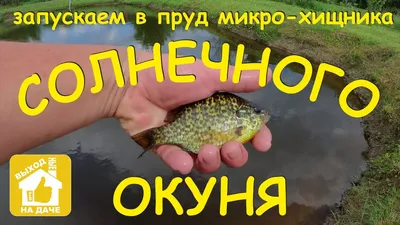 John dory inchiku Солнечник рыба – adriaticnature