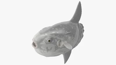 Океанская рыба-солнечник Common Mola, оснащенная для Modo 3D Модель $79 -  .lxo - Free3D